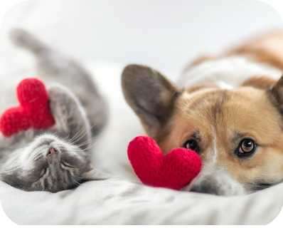 Heartworms in Dogs and Cats
