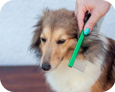 How to Use a Flea Comb