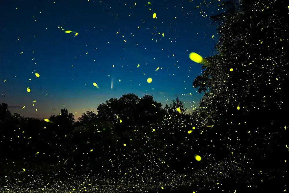 Image of Comet NEOWISE, Fireflies and the Hudson Valley Dawn. Columbia County, NY