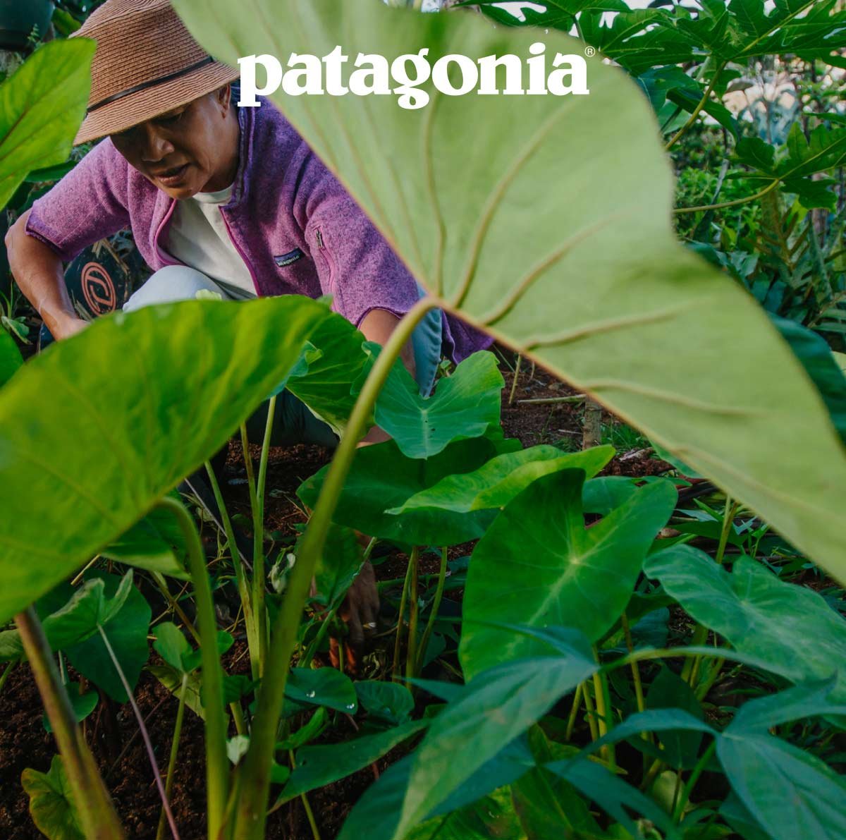 Patagonia. A person wearing a fleece with the sleeves cut off tends to some taro plants. 