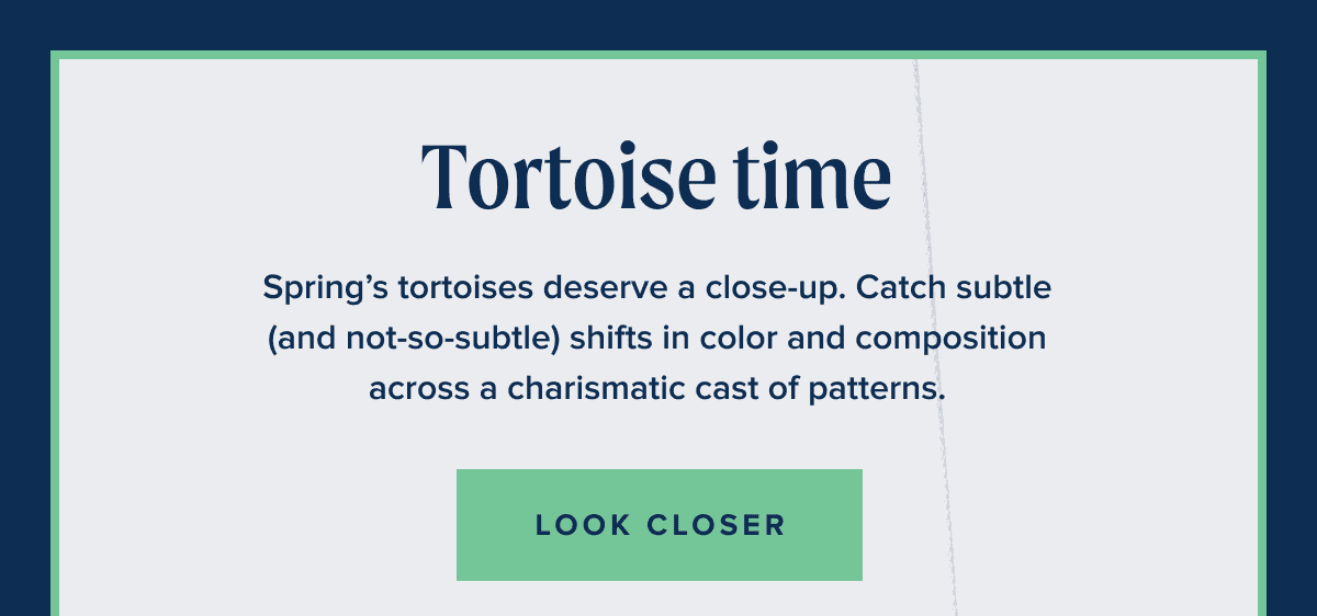 Tortoise time
