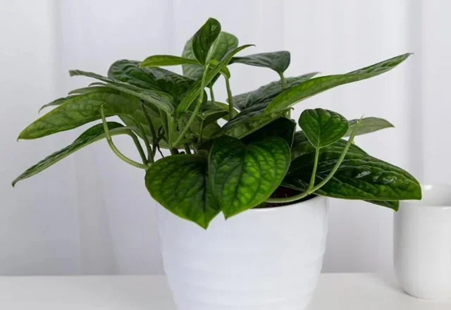Freshen Up: New Live Plants