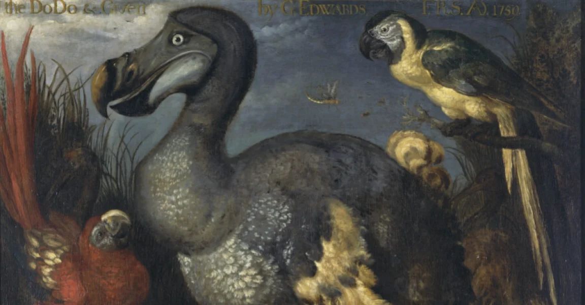 The Dutch Artist Famed for His Portrait of the Dodo Painted More Than That
