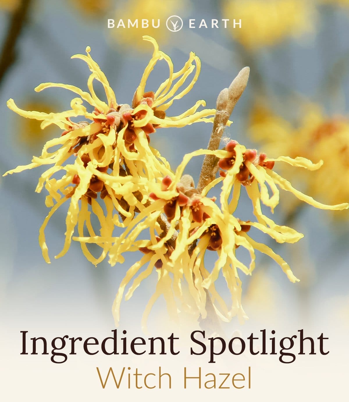 Ingredient Spotlight: Witch Hazel