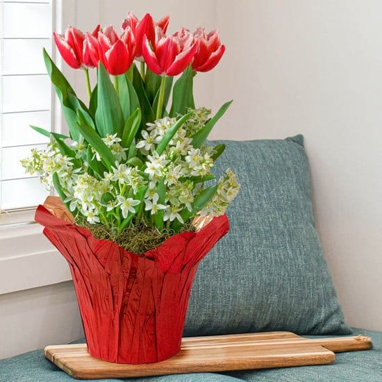 Tulips and Ornithogalum in Foil Wrapped Pot