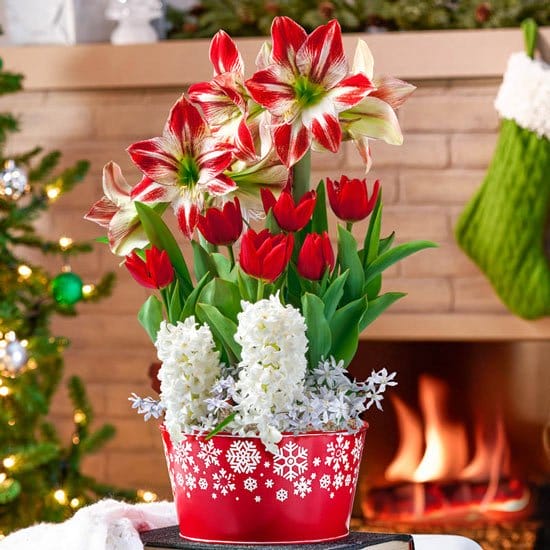 Happy Holidays Bulb Garden in Snowflake Pot