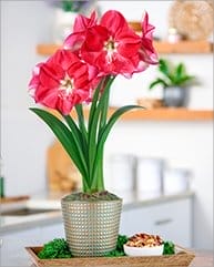 Candy Queen Amaryllis Single