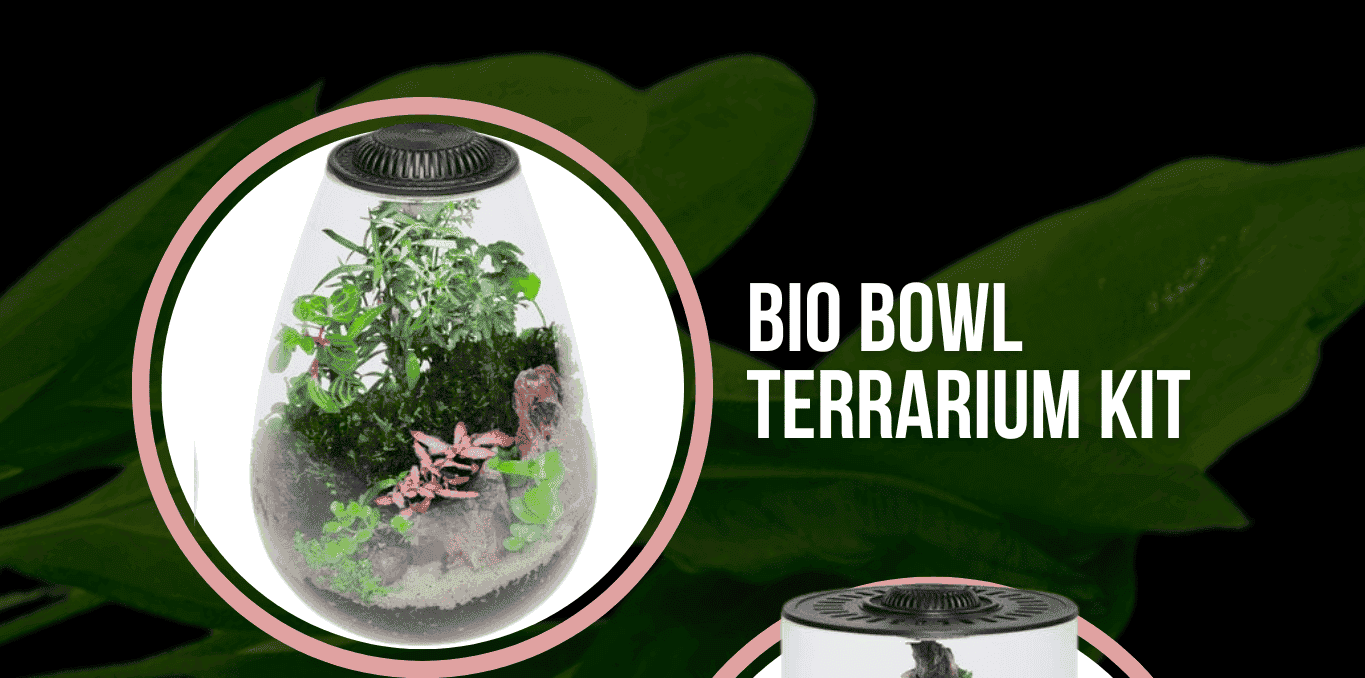 Bio Bowl Terrarium Kit