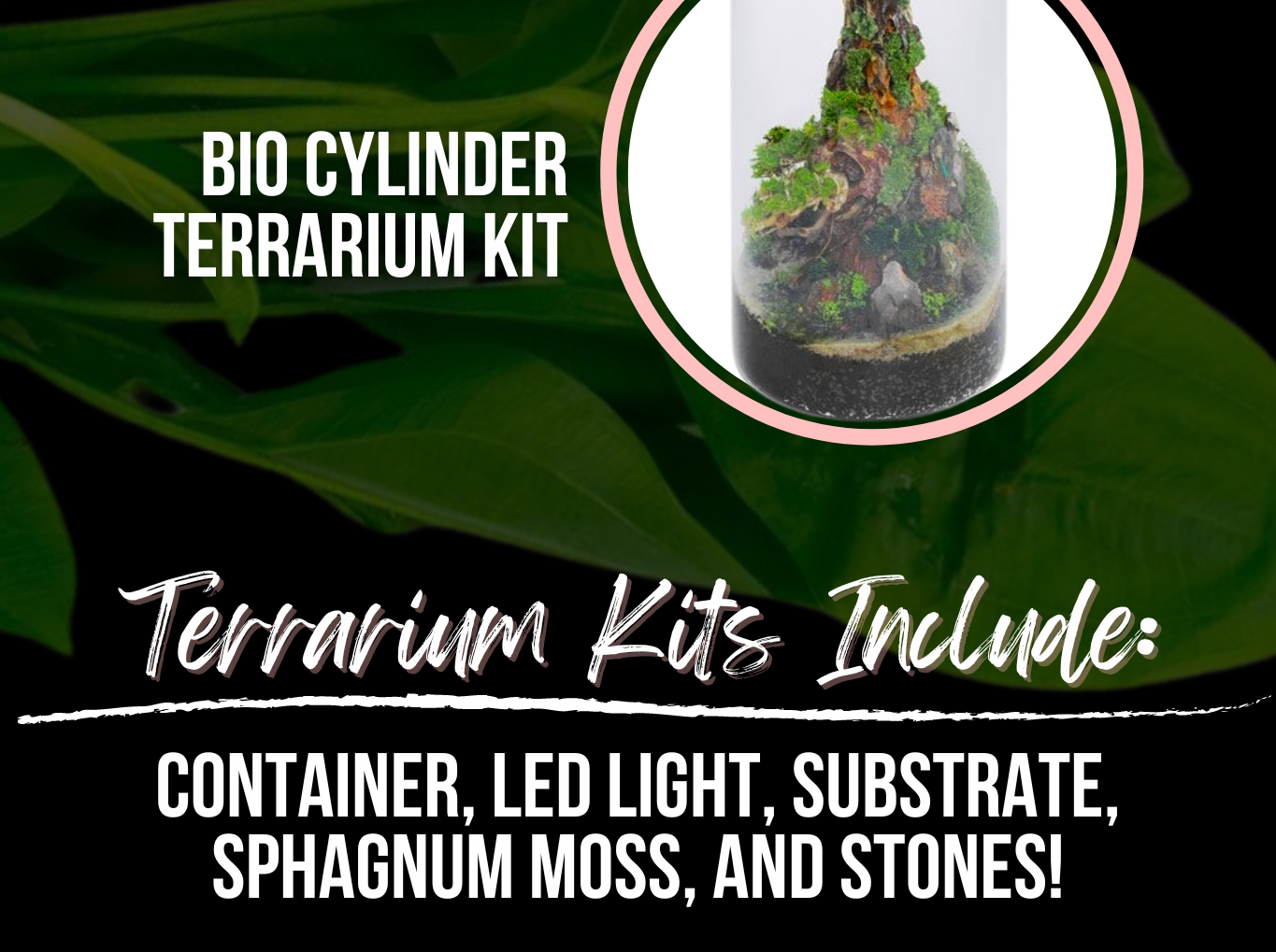 Bio Cylinder Terrarium Kit