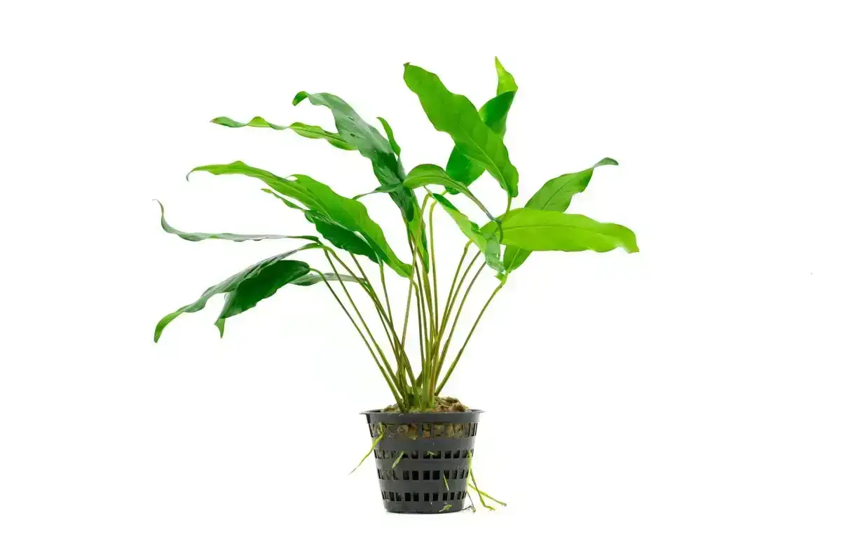 Image of Anubias Minima Mother Pot