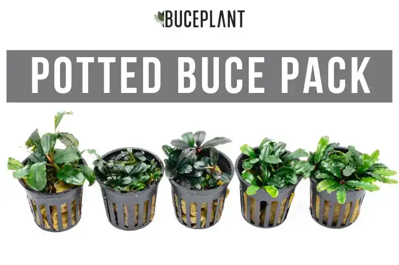 Image of Team Buce Plant Potted Starter Pack