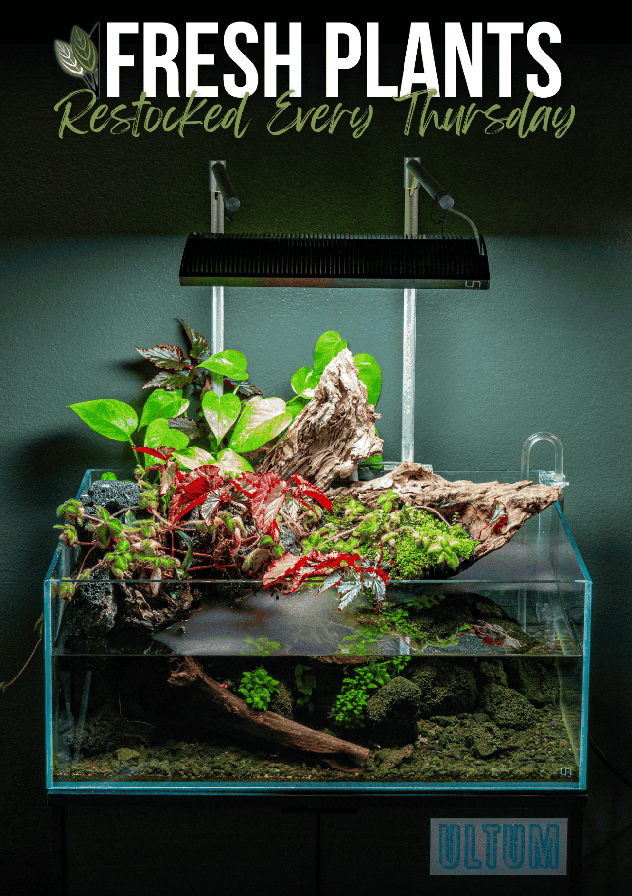 Aquarium Plants Available