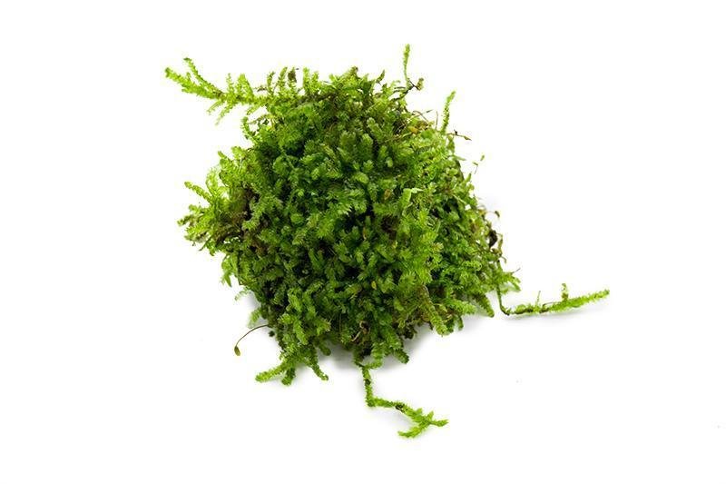 Image of Christmas Moss