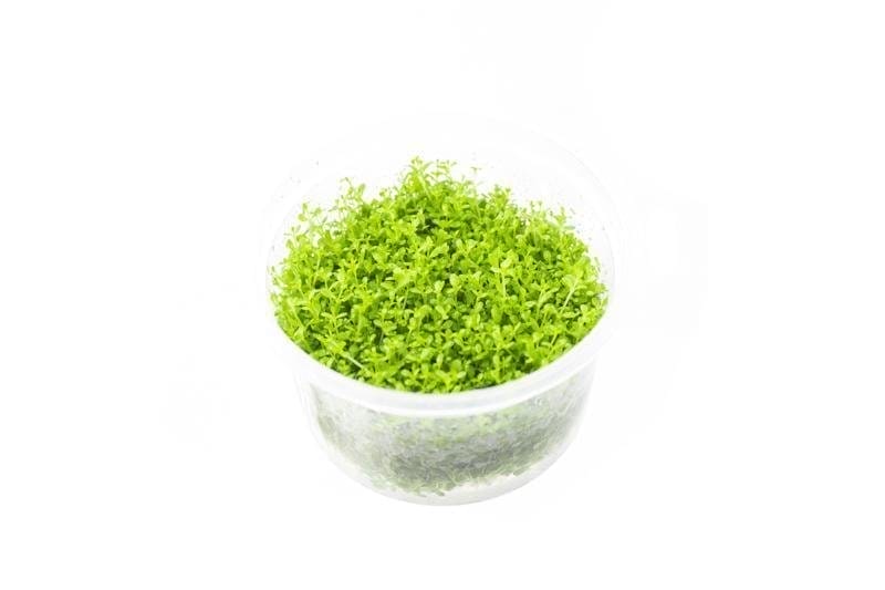 Image of Hemianthus Callitrichoides 'Cuba' UNS Tissue Culture (Dwarf Baby Tears)