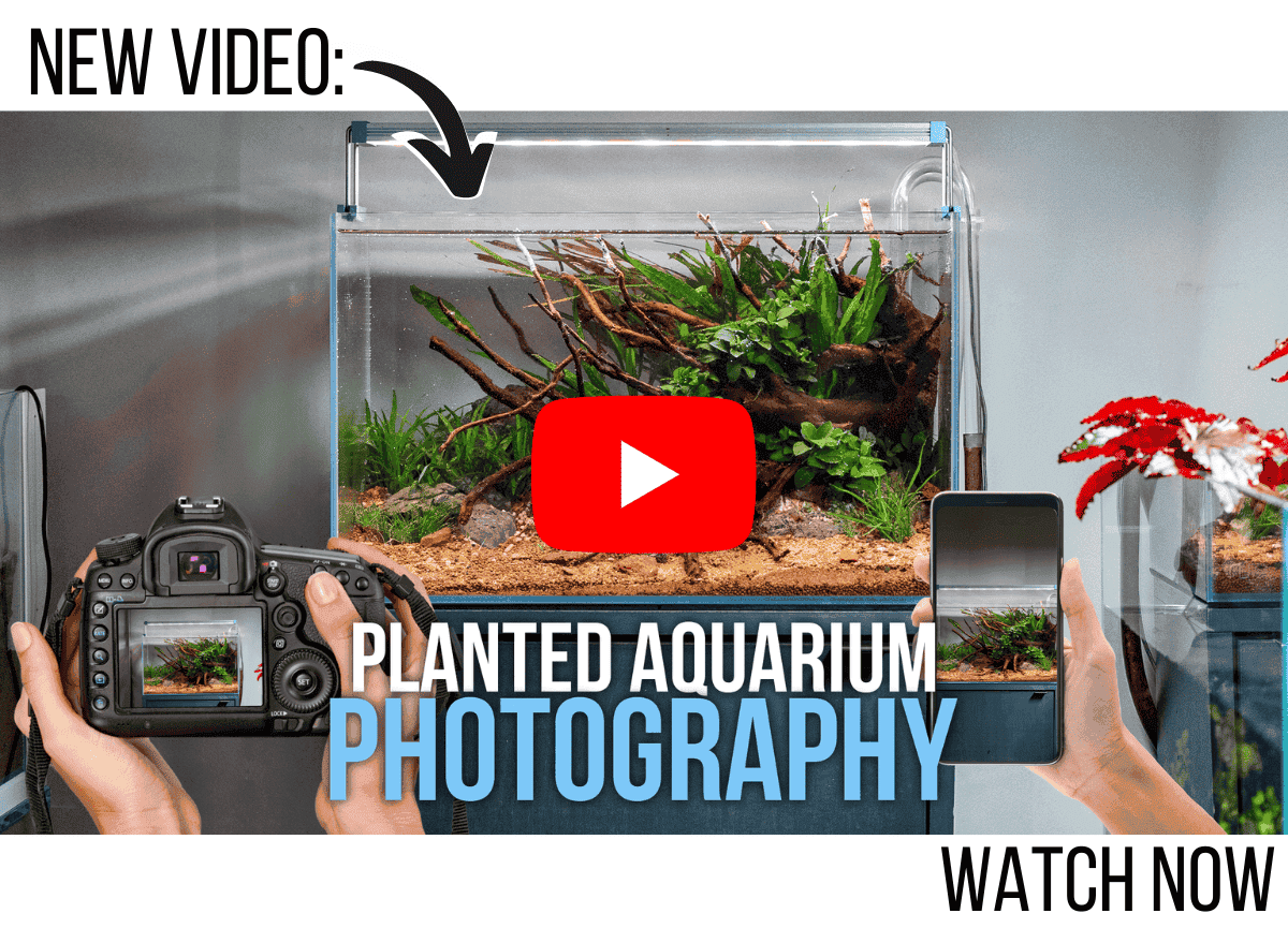 How to Take Quality Photos of Your Planted Aquarium (Tips for Camera/Phone Photography)