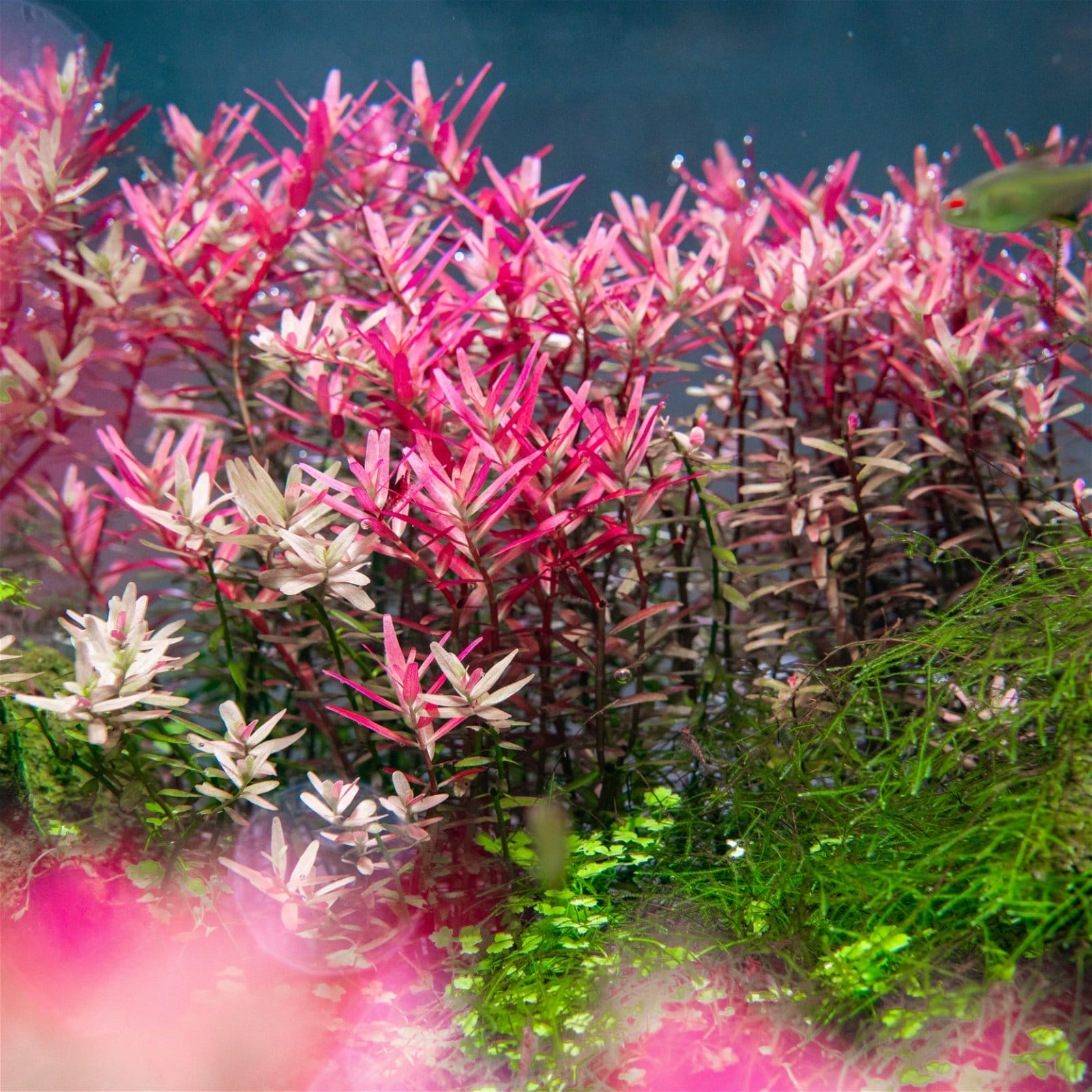 Top 10 Fast-Growing Plants to Combat Algae