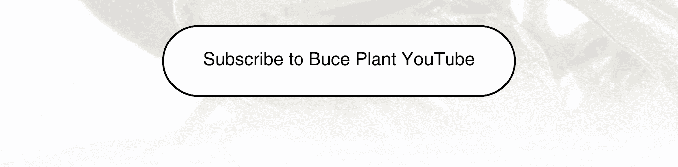buce plant youtube