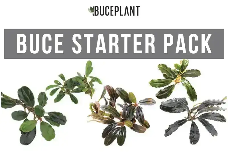 Image of Team Buce Plant Starter Pack