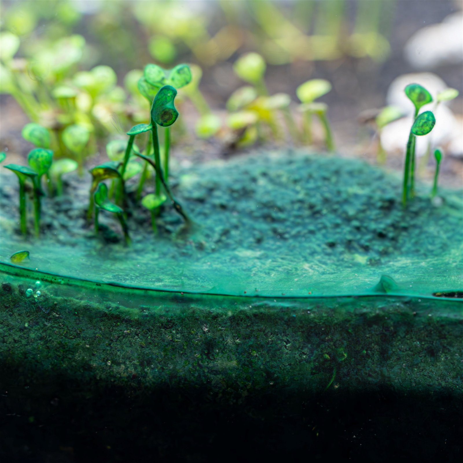How to Get Rid of Cyanobacteria in Aquariums