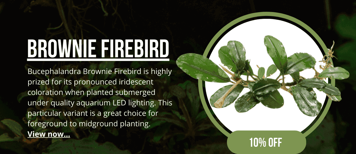 Bucephalandra Brownie Firebird