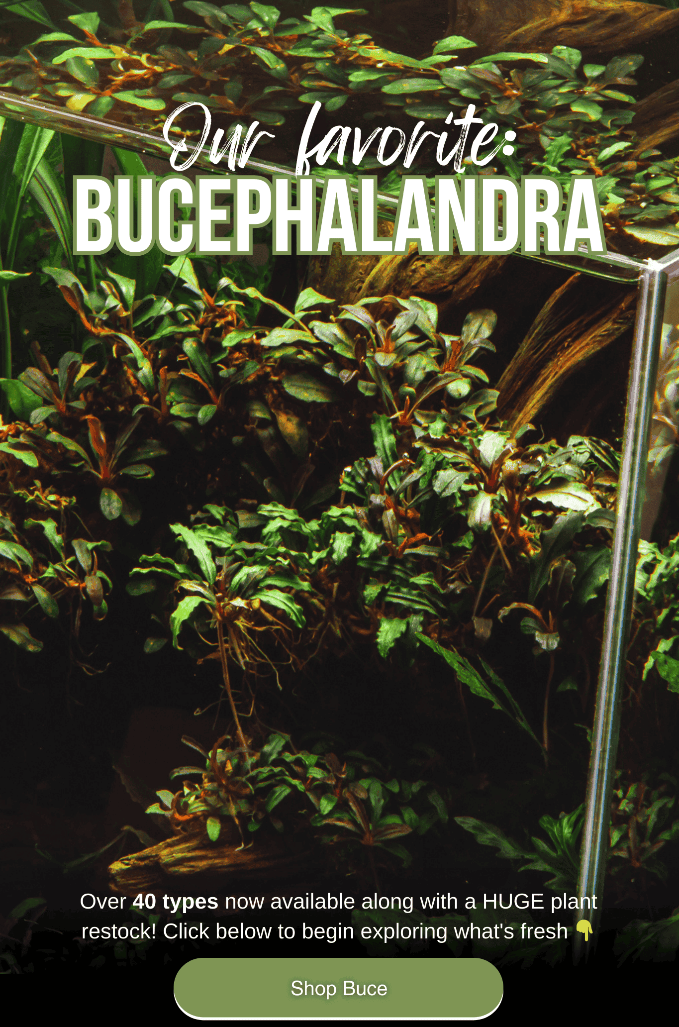 Bucephalandra Available