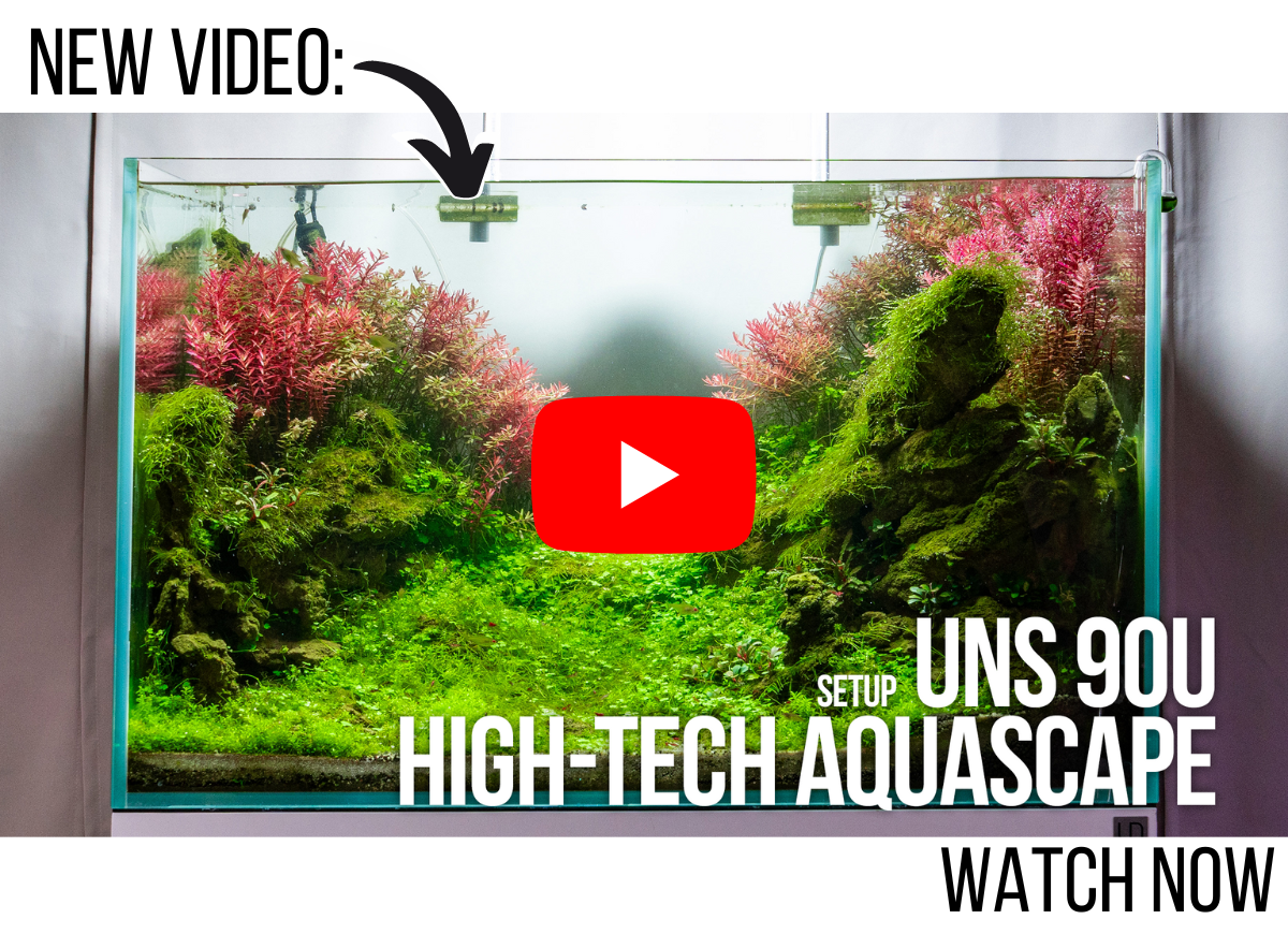 UNS 90U Aquascape Setup Tutorial with Aquarium Plants Emersed to Submerged