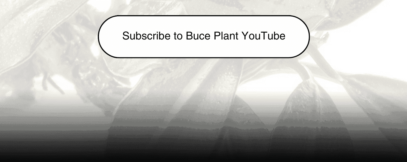 buce plant youtube