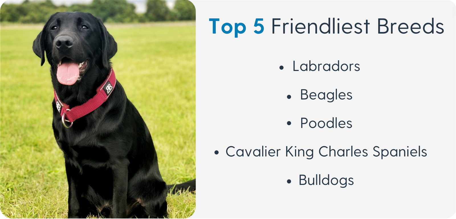 Top 5 Friendliest Breeds
