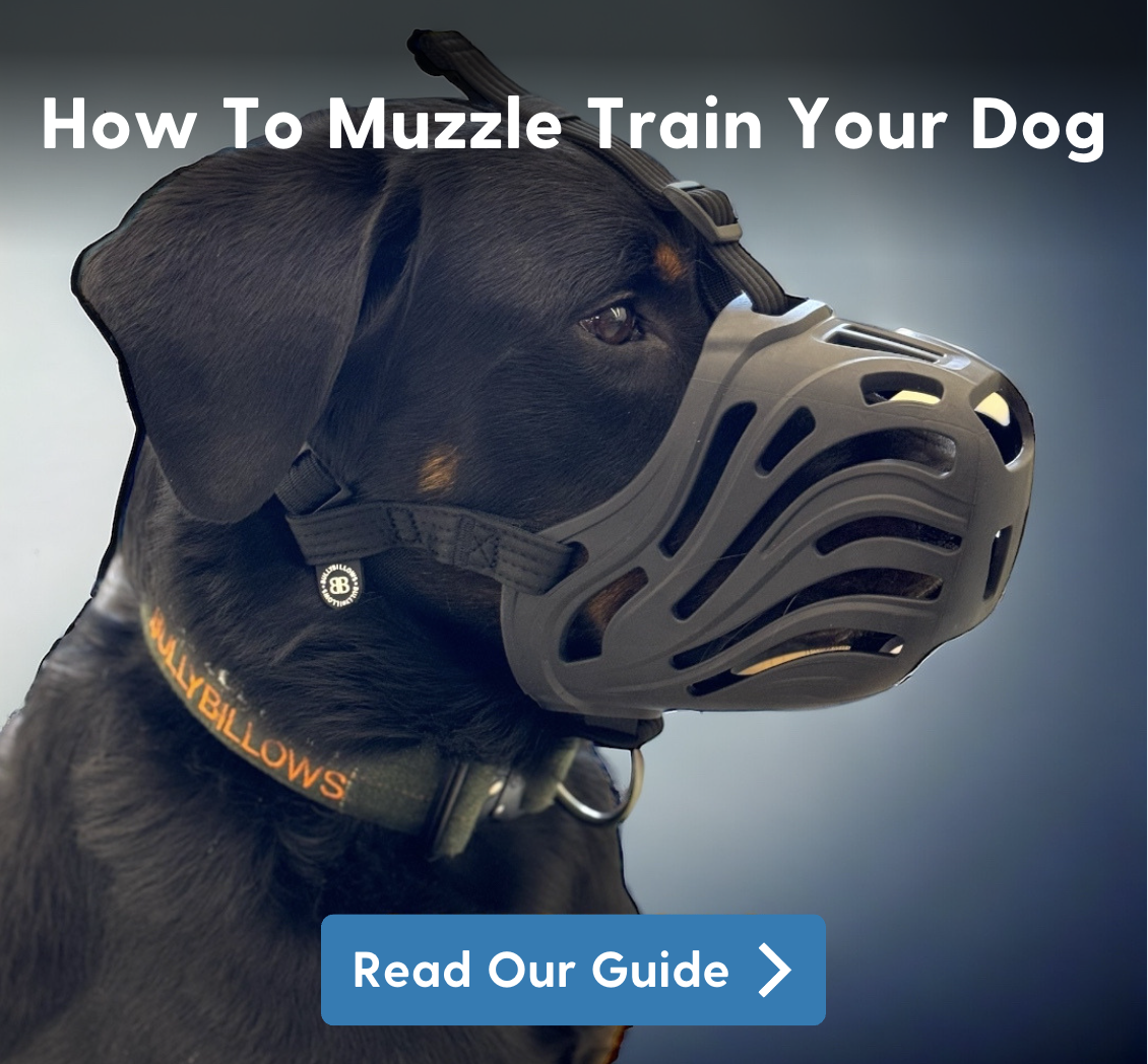 How To Muzzle Train Your Dog