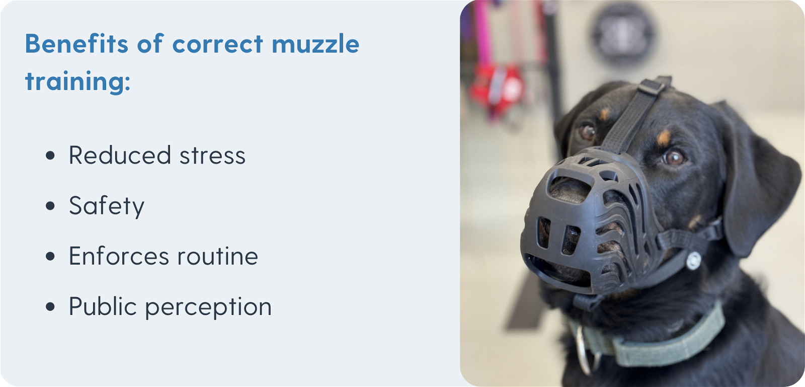 Benefits of correct muzzle training
