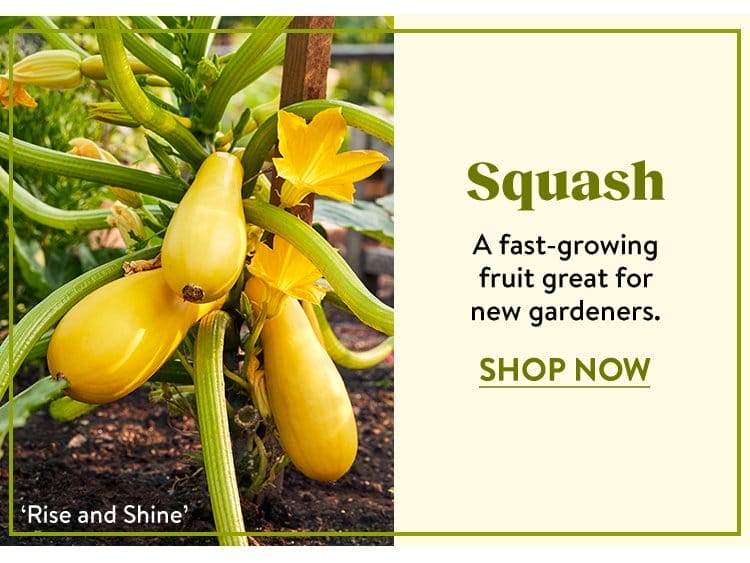 Squash Seeds