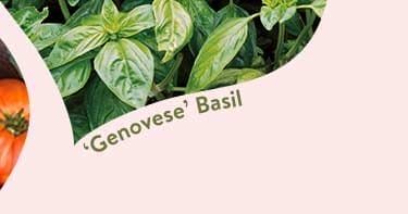 Basil Seeds & Plants