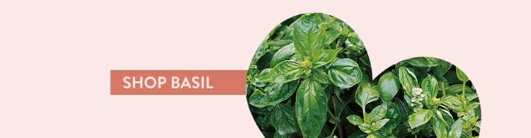 Basil Seeds & Plants