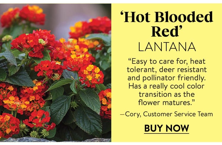 Lantana, Hot Blooded Red