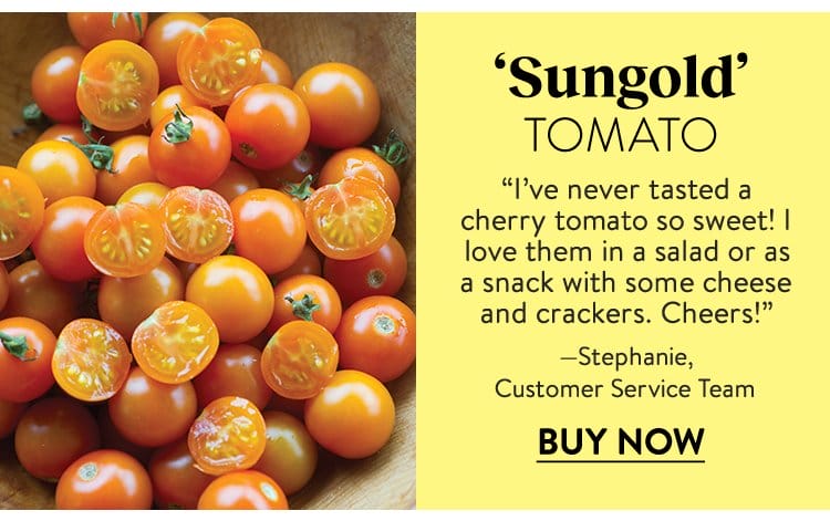Tomato, Sungold Hybrid