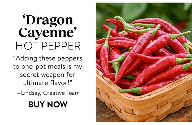 Pepper, Hot, Dragon Cayenne
