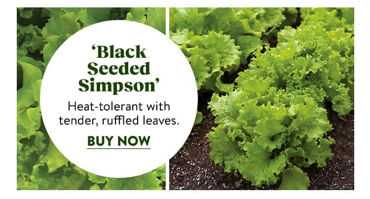 Lettuce, Black Seeded Simpson