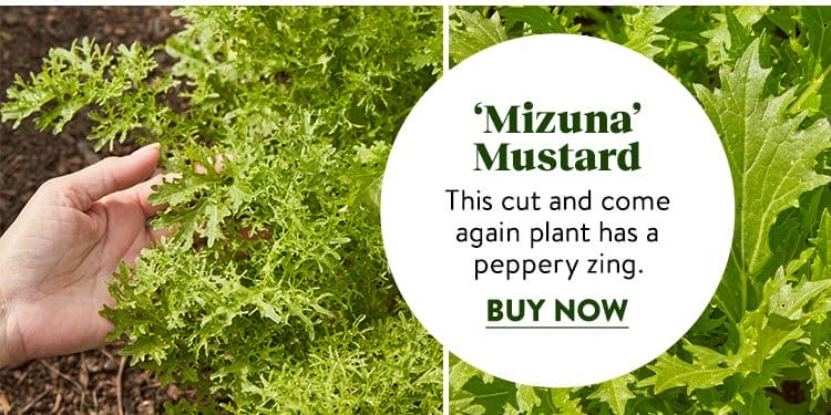 Mustard, Mizuna