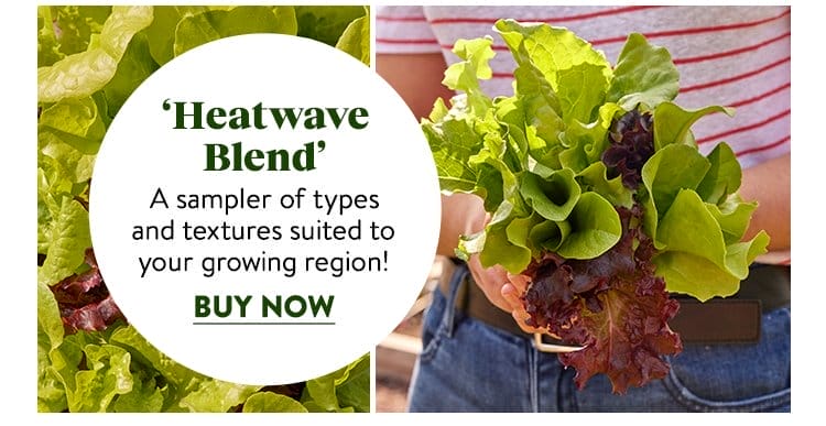 Lettuce, Heatwave Blend