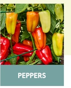 Pepper Seeds & Plants
