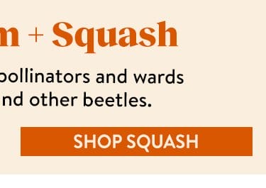 Summer Squash Seeds