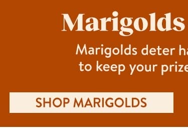 Marigold Seeds & Plants