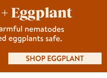 Eggplant Seeds & Plants