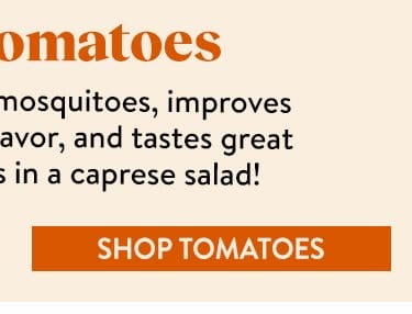 Tomato Seeds & Plants