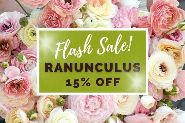 Rare Sale! Ranunculus 20% off