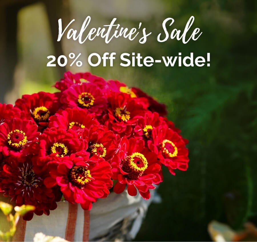 Valentine's Sale 20% Off Site-wide!: Shop Now