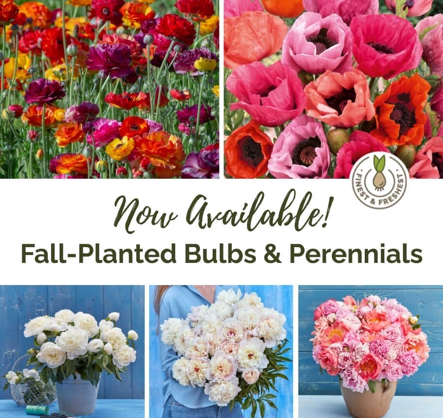 Now Available! Fall-Planted Bulbs and Perennials: Shop Now