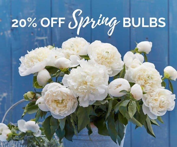 20% off All Spring Bulbs!: Shop Now