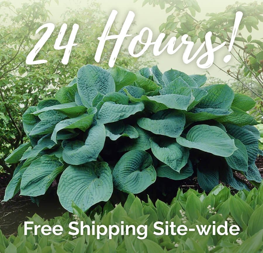 24 Hours! Free Shipping Site-wide: Shop Now
