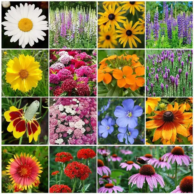 Image of All Perennial Wildflower Seed Mix